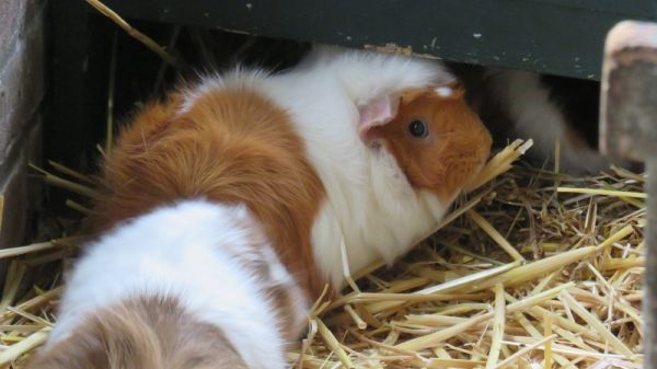 Cavia