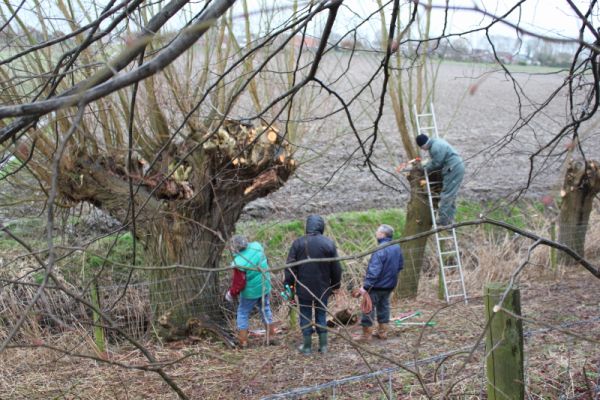 Wilgen knotten
