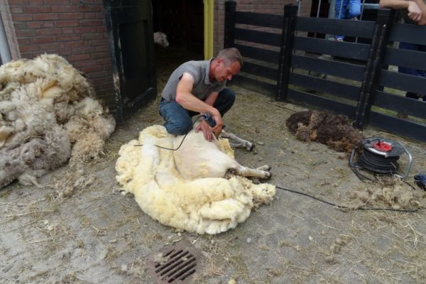 Schapen scheren