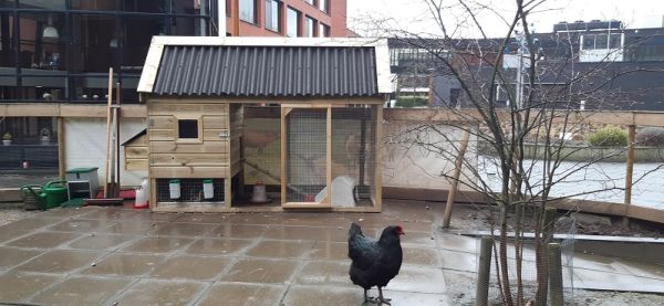 Nieuw kippenhok bij de 7 Schakels.