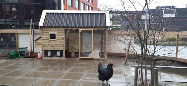 Nieuw kippenhok bij de 7 Schakels.